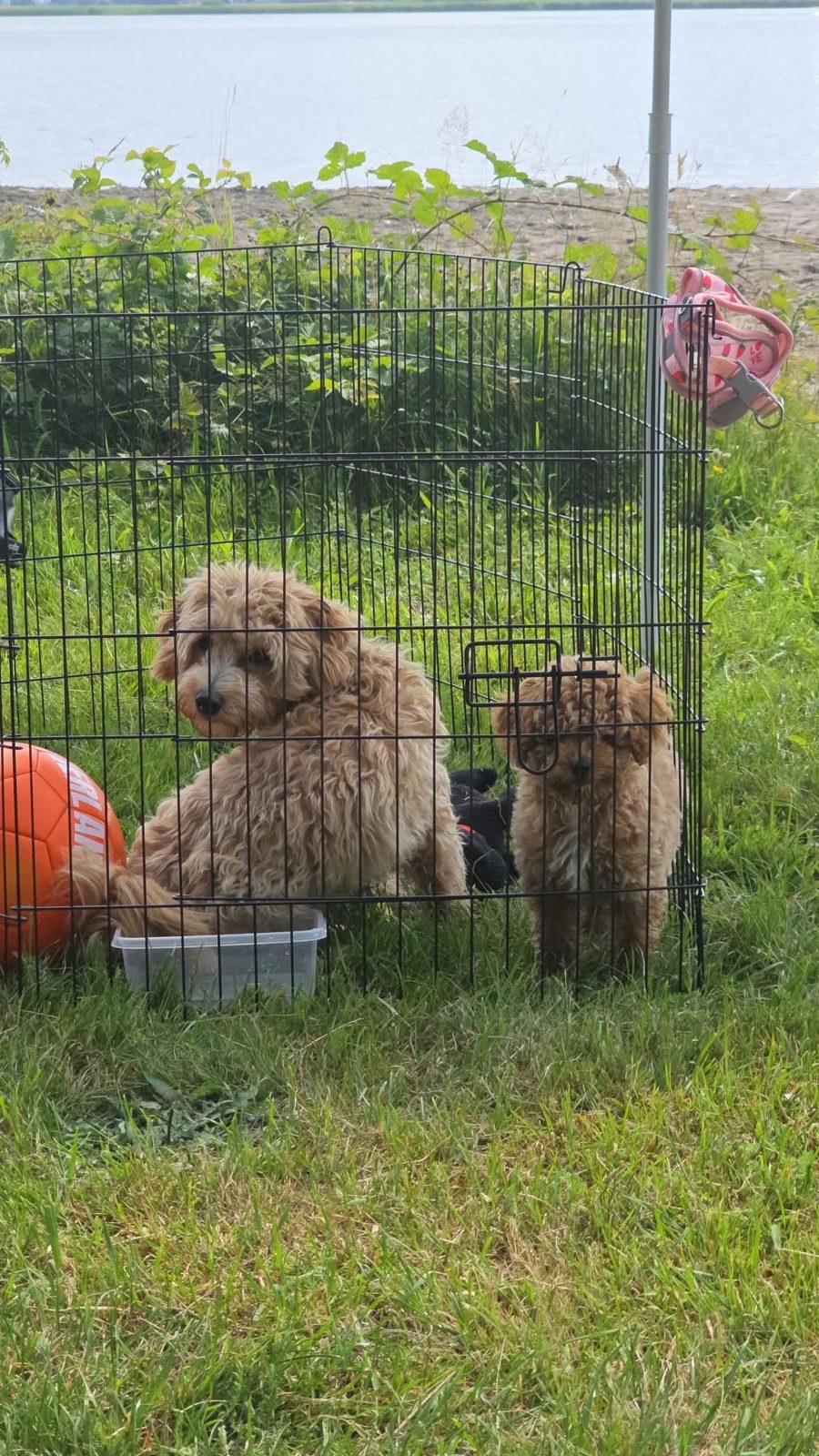 Twee hondjes buiten in de ren